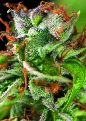 Kvalitní konopné osivo Double OG Haze