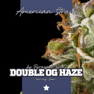 Kvalitní konopné osivo Double OG Haze