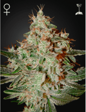 kvalitní marihuana LEMON SKUNK