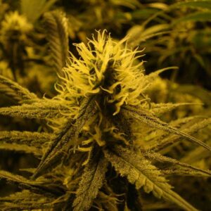kvalitní marihuana LEMON SKUNK