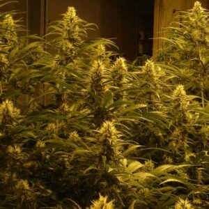 kvalitní marihuana LEMON SKUNK