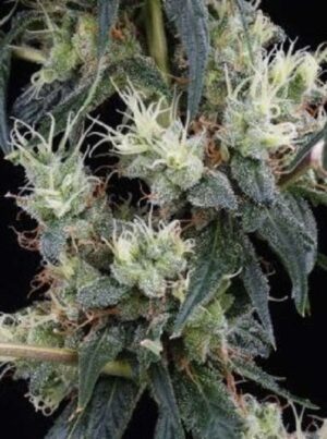 kvalitní marihuana NL5 Haze Mist