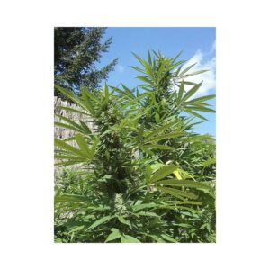 kvalitní sazenice gipsy haze