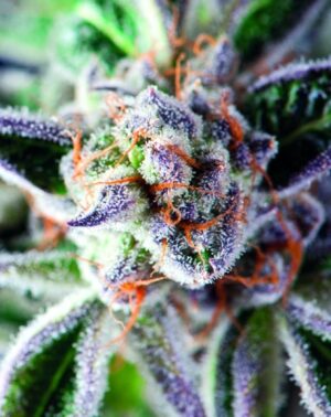 Kvalitní semena travky Do-Si-Dos