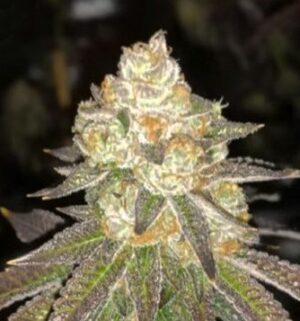 Kvalitní semena travky Do-Si-Dos