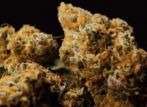 Kvalitní semena travky Do-Si-Dos