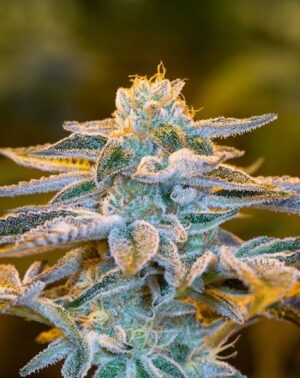 Kvalitní semena travky Do-Si-Dos