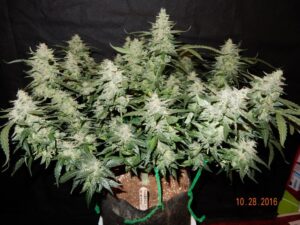 Kvalitní semínka konopí Haze Auto CBD