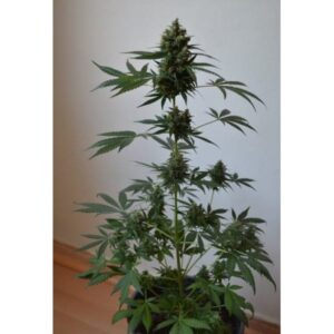 kvalitní tráva Big Devil Fast V