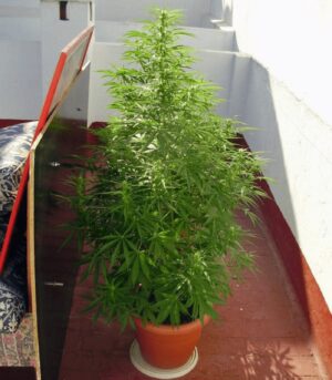 Sweet Seeds® - Big Devil F1 Fast Version ® | Feminized Cannabis Seeds - Image 7