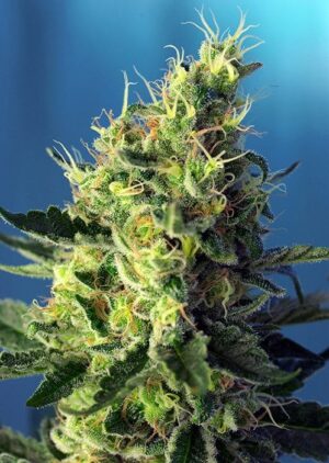 léčivá konopná semínka Sweet Pure CBD