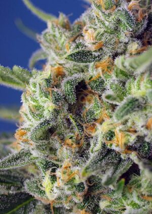 léčivá konopná semínka Sweet Pure CBD