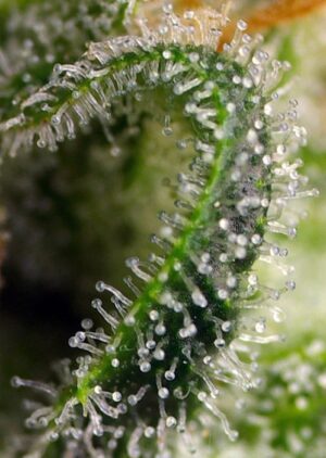 léčivá konopná semínka Sweet Pure CBD