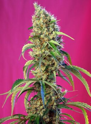 Léčivá konopná semínka BlackJack CBD
