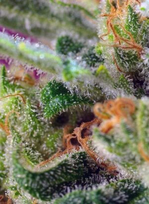 Léčivá konopná semínka BlackJack CBD