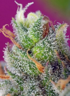 Léčivá konopná semínka BlackJack CBD