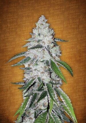 Léčivá marihuana West Coast OG