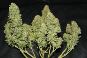 Léčivá marihuana West Coast OG