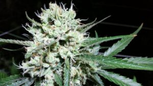 Léčivá marihuana West Coast OG