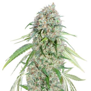léčivá semínka konopí Chocolate Skunk CBD
