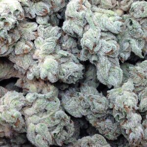 léčivá semínka konopí Chocolate Skunk CBD