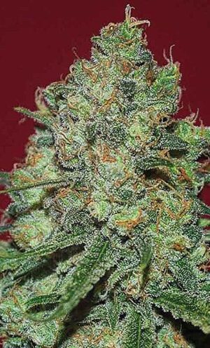 Léčivé konopí - semínka - Clinical White CBD