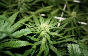 Legendární regulerní semínka konopí Sensi Seeds Hash Plant