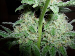 Legendární regulerní semínka konopí Sensi Seeds Hash Plant