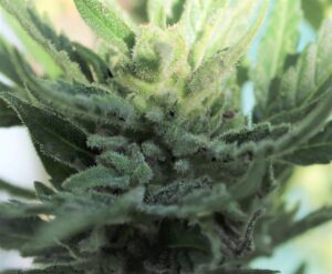 Legendární semena konopí Fast Buds Original Auto Northern Lights
