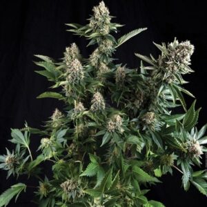 Legendární semena marihuany Fast Buds Original Auto White Widow