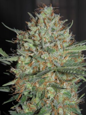 Legendární semena marihuany Fast Buds Original Auto White Widow