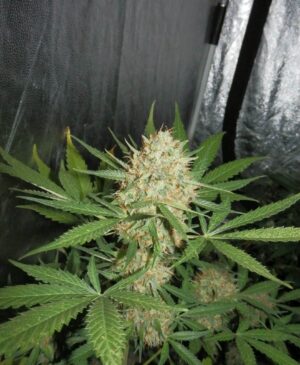 Legendární semena marihuany Fast Buds Original Auto White Widow