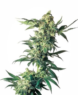 Legendární semínka konopí Sensi Seeds Northern Lights