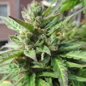 Legendární semínka konopí Sensi Seeds Northern Lights