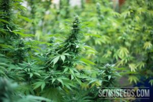 Legendární semínka konopí Sensi Seeds Northern Lights
