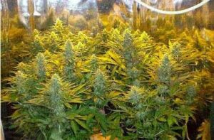 Legendární semínka konopí Sensi Seeds Northern Lights