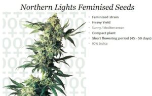 Legendární semínka konopí Sensi Seeds Northern Lights