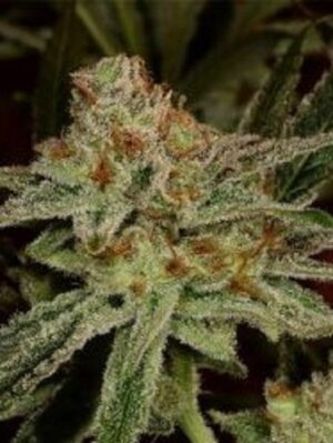 Green House Seed - LEMON SKUNK | Feminized cannabis seeds - Image 5