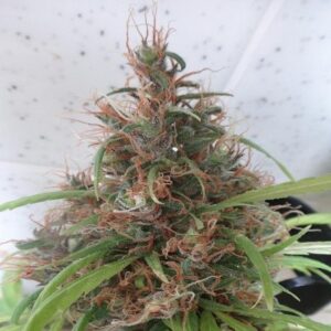 Levná semena konopí čisté sativy Honduras