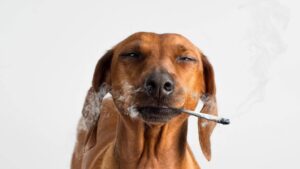 Levná semena marihuany DO-G