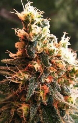 Levná semena trávy Jock Horror