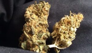 Levná semena trávy Jock Horror