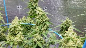 Levná semena trávy Jock Horror