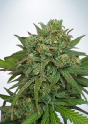 Levná semena velmi silného konopí Ultra White Amnesia