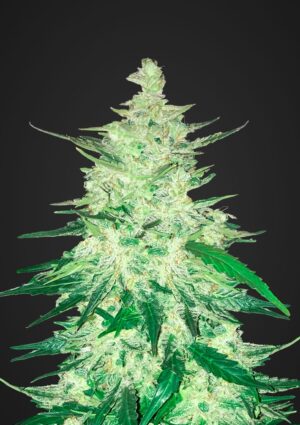 Levná semínka léčivého konopí - CBD Crack
