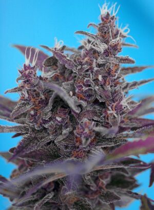 levná tráva black cream auto