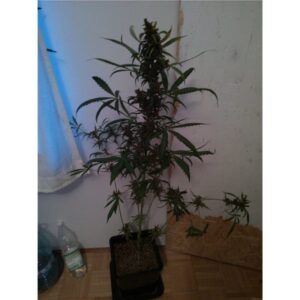 levná tráva black cream auto