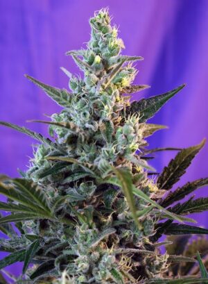 levná travka Sweet Skunk Fast V