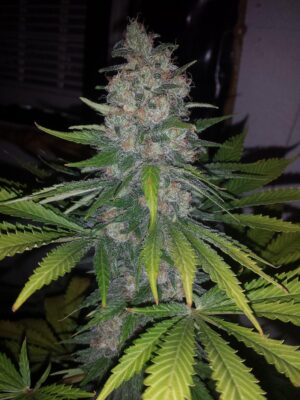 levná travka Sweet Skunk Fast V