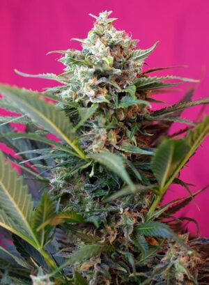 levné konopí big devil xl Auto